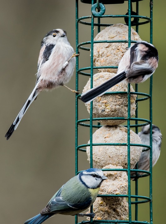 bird-feeder-1254464_960_720