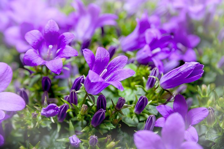 bellflower-660421__480