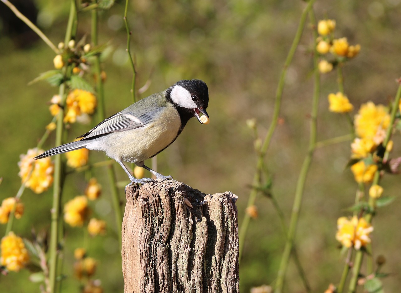 great-tit-1339985_1280 great-tit-1339985_1280