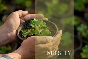 Morris's Nursery Block Homepage 2021