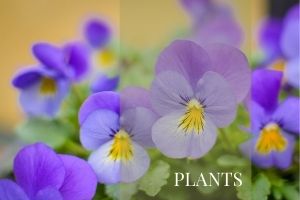 Morris's Plants Block Homepage 2021