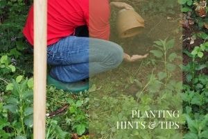 Planting hints and tips Plants Page