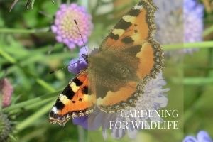 Plants to attract wildlife