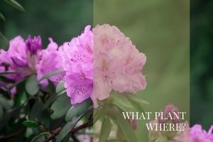 What Plant where Plants Page