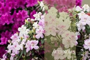 Acid soils