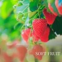Block SOFT FRUIT page