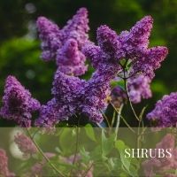 Block Shrubs page