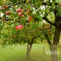 Block trees page