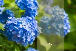 Clay soils