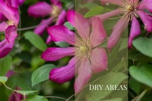 Dyry areas
