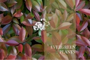 _Evergreens