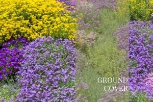 Ground Cover