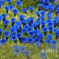 Planting Block Plants page