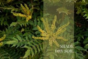 Shade Dry