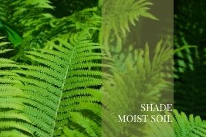 _Shade MOIST