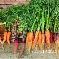 Vegetables Block Plants page